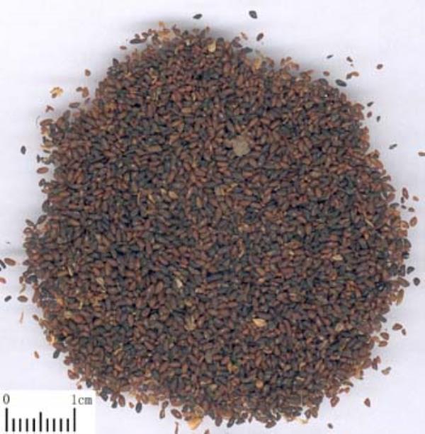 猪耳朵穗子 第1张 猪耳朵穗子