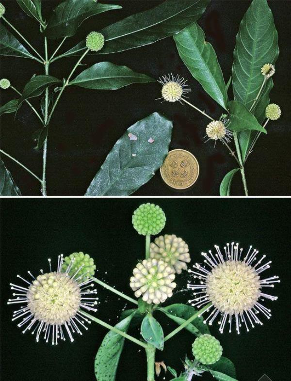 球花水杨梅