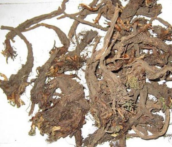 甘松 第1张 甘松