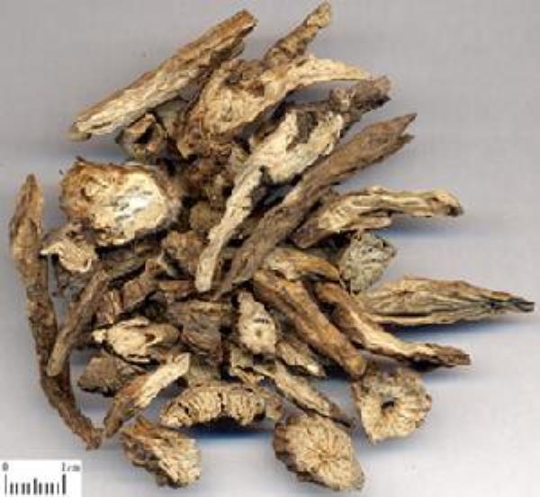 白头草 第1张 白头草