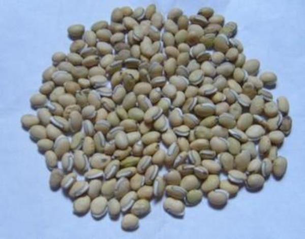 白扁豆 第2张 白扁豆