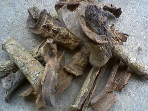 白林皮 第1张 白林皮