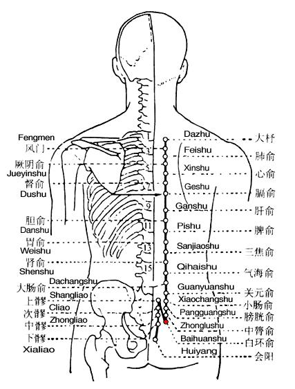 白环俞 第1张 白环俞