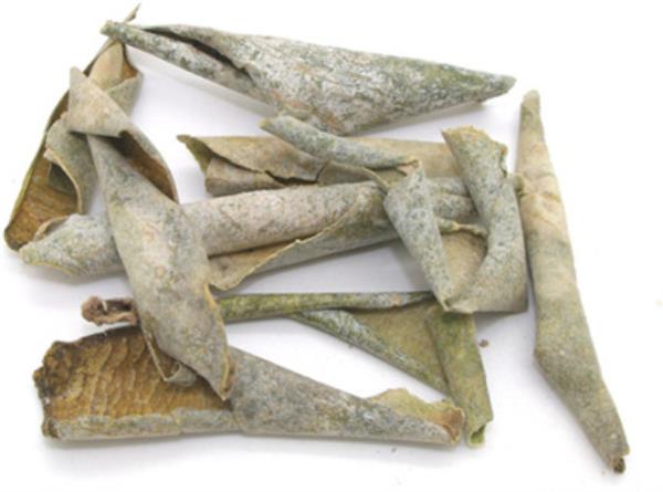 白瓜皮 第1张 白瓜皮