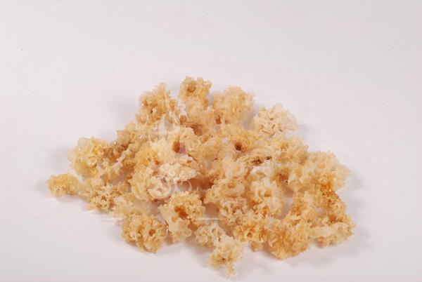 白耳子 第1张 白耳子