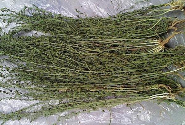 百蕊草 第1张 百蕊草