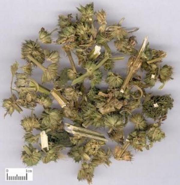 益母蒿 第1张 益母蒿