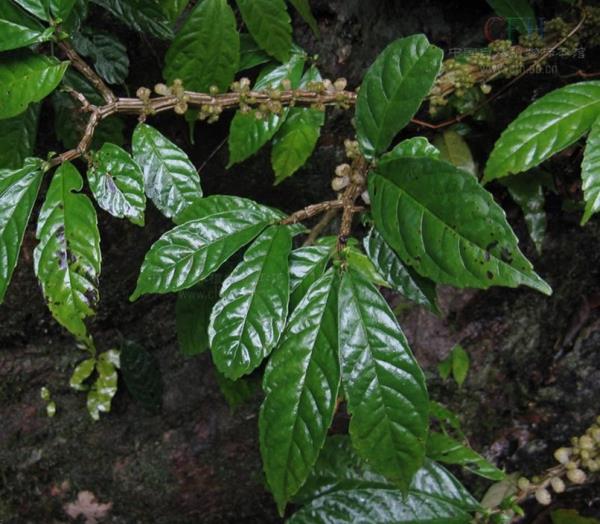 眼睛草 第1张 眼睛草