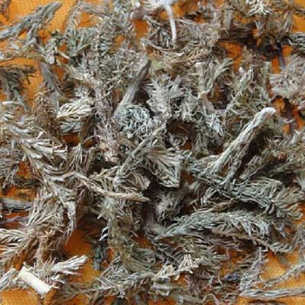石松 第2张 石松