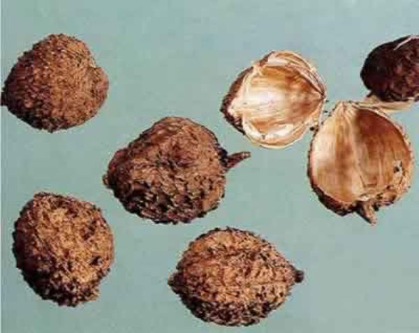 砂仁壳 第1张 砂仁壳