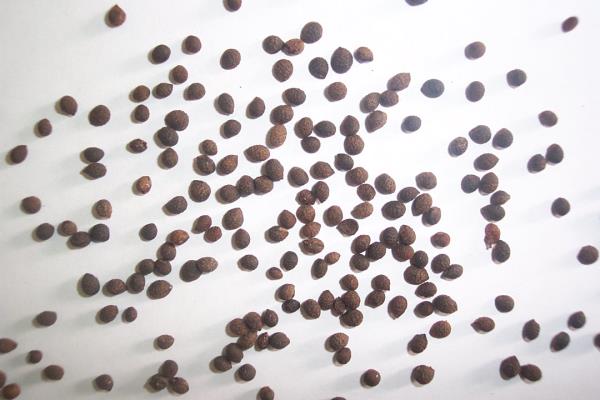 秦椒目 第1张 秦椒目