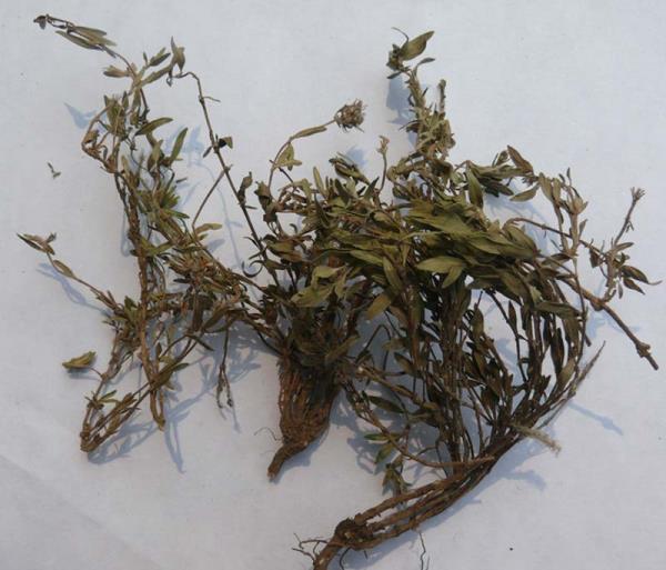 积雪草 第1张 积雪草
