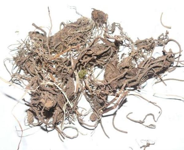 穿心排草 第2张 穿心排草