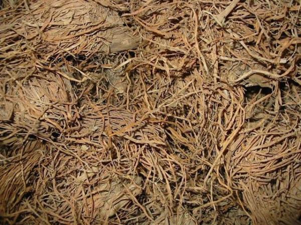 糯稻草根 第1张 糯稻草根