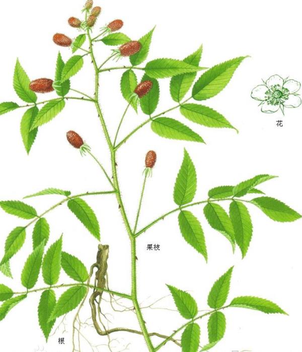 红腺悬钩子 第2张 红腺悬钩子