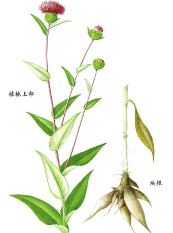 绒背蓟 第1张 绒背蓟