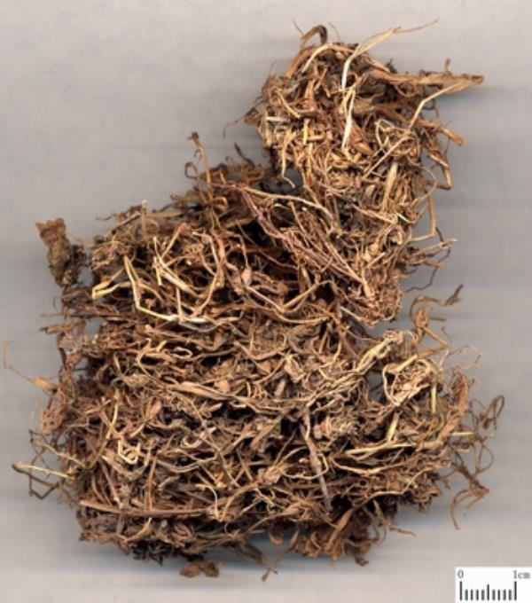 绵蜂草 第1张 绵蜂草