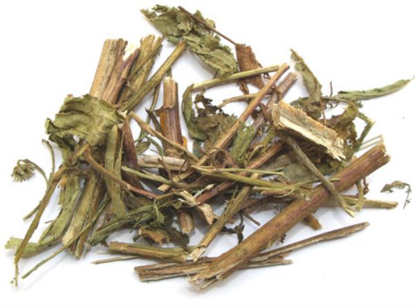 翼齿六棱菊 第2张 翼齿六棱菊