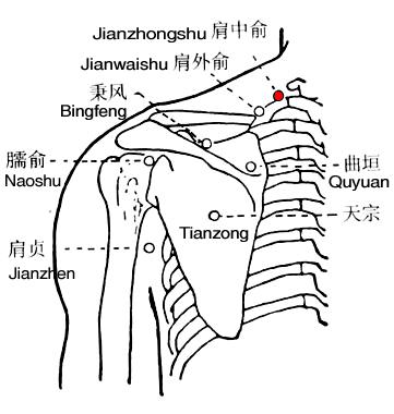 肩中俞 第1张 肩中俞