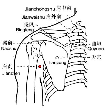 肩贞 第1张 肩贞