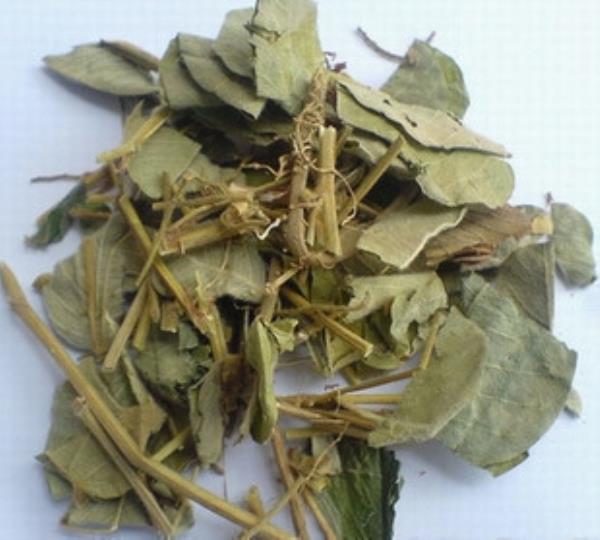 肺风草 第2张 肺风草