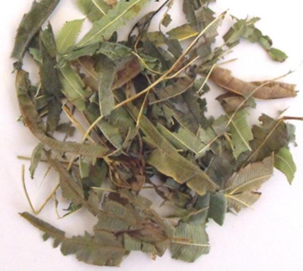 背阴草 第1张 背阴草