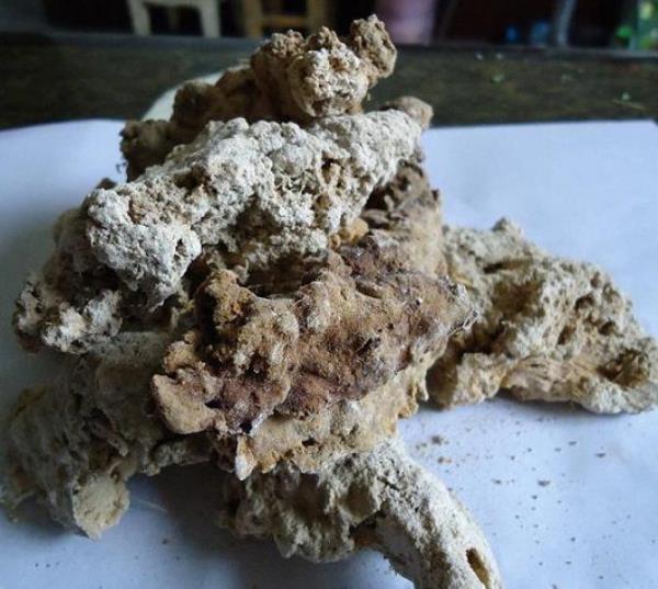 胡桐泪 第1张 胡桐泪