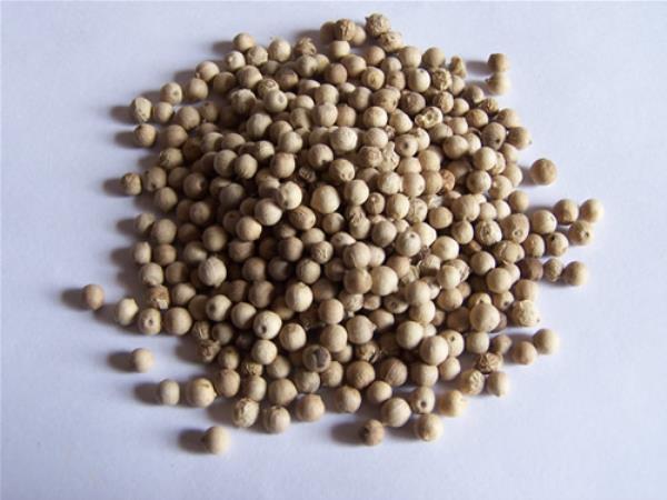 胡椒 第1张 胡椒