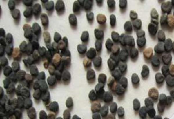 胡茄子 第1张 胡茄子
