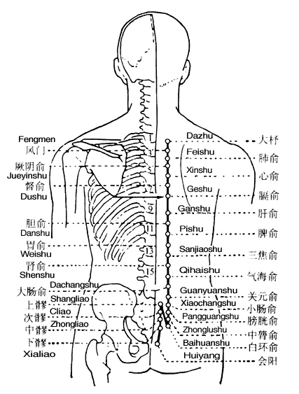 膈俞 第1张 膈俞
