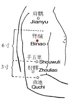 臂臑 第1张 臂臑