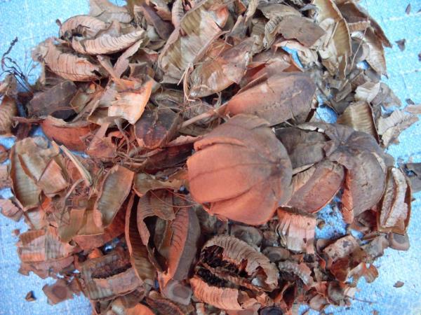 臭铃铛 第2张 臭铃铛