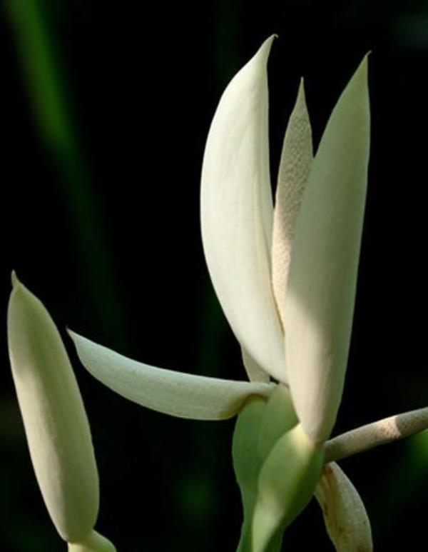 芋苗花 第1张 芋苗花