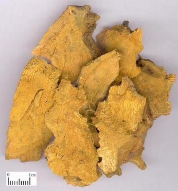 花斑竹 第1张 花斑竹