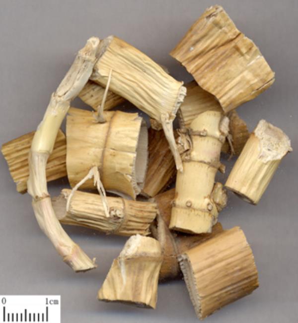 苇根 第1张 苇根