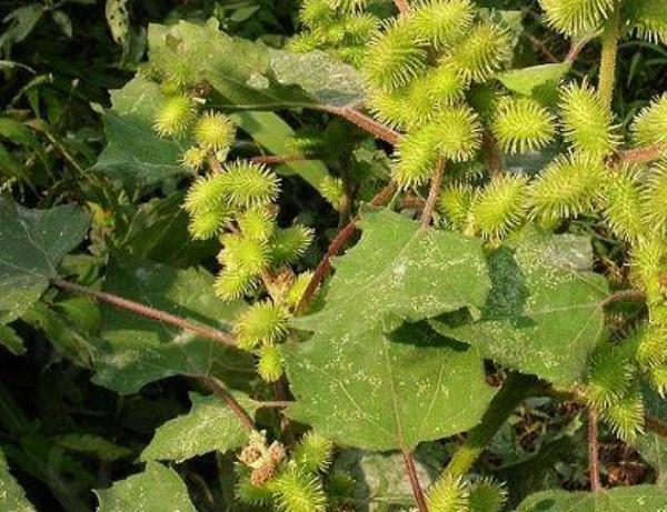 苍耳草