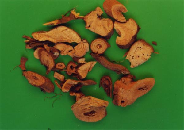 苎麻 第1张 苎麻