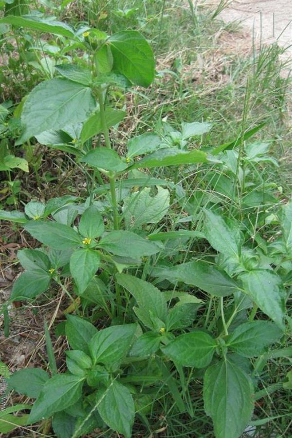 苞壳菊 第1张 苞壳菊