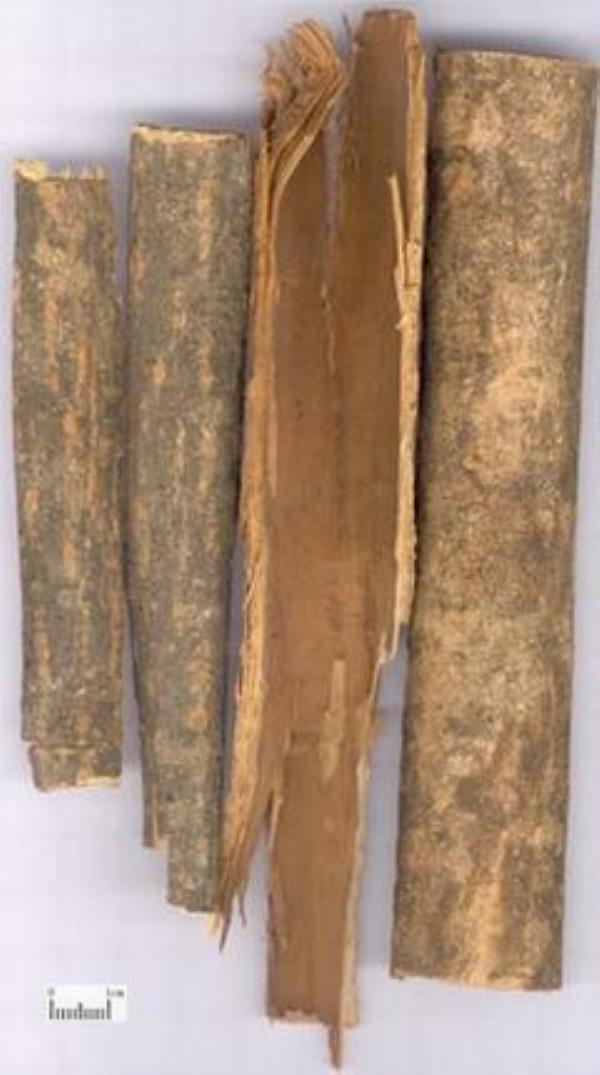 苦枥皮 第1张 苦枥皮