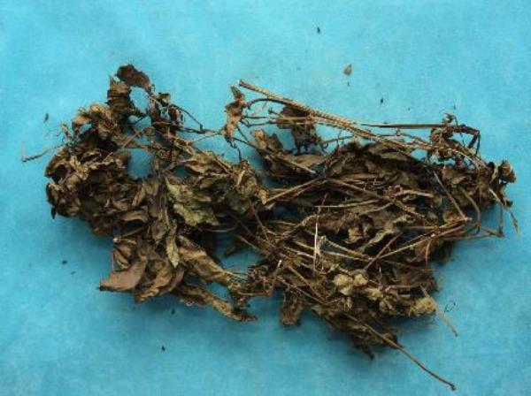 茏葛 第1张 茏葛