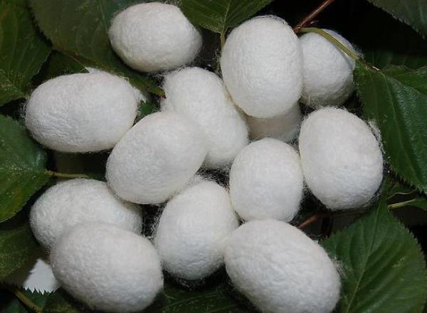 茧黄 第1张 茧黄