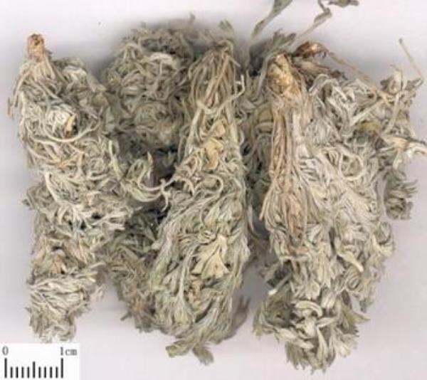 茵陈蒿 第1张 茵陈蒿