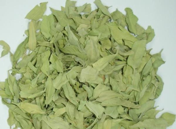 茶叶花 第1张 茶叶花