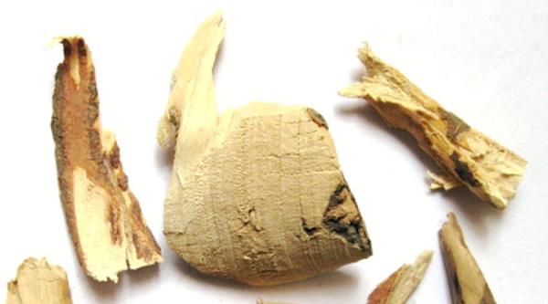茶树根 第1张 茶树根