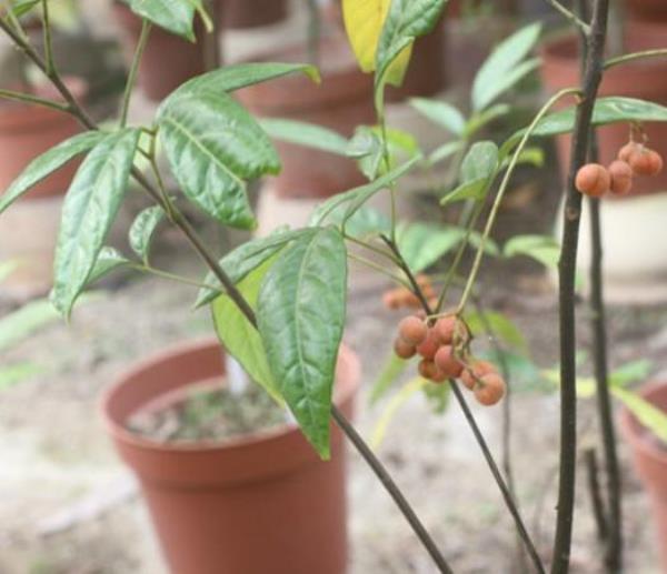 茸果鹧鸪花 第1张 茸果鹧鸪花