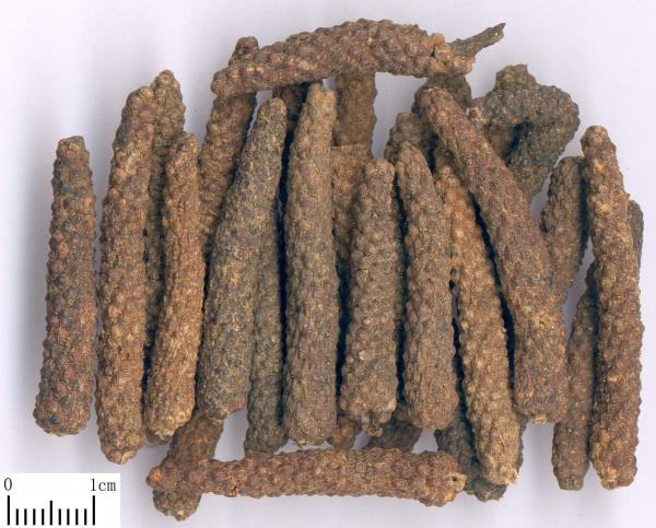 荜茇 第1张 荜茇