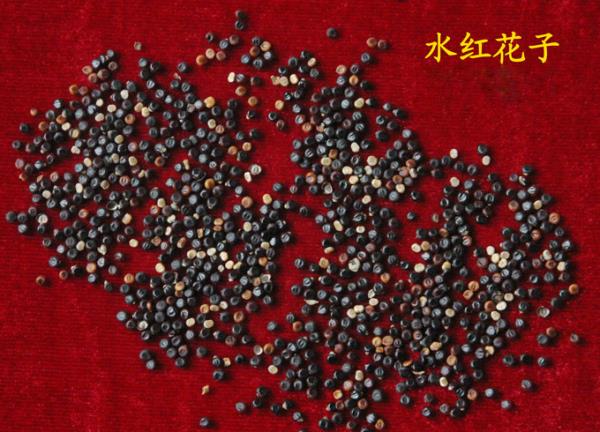 荭草实 第1张 荭草实