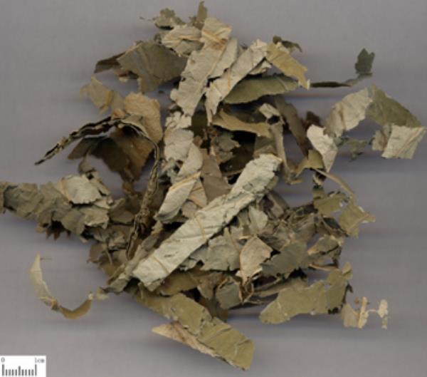荷叶 第1张 荷叶