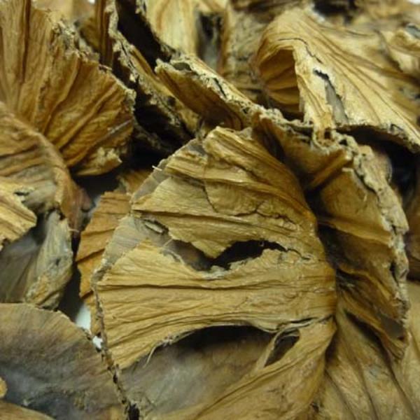 荷鼻 第1张 荷鼻