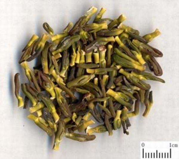 莲薏 第1张 莲薏